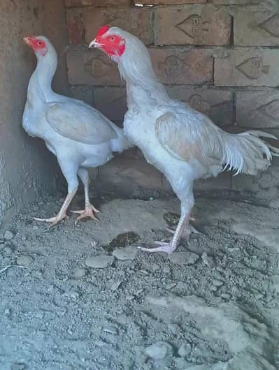 ASEEL HEERA  PATHI HOME BREED