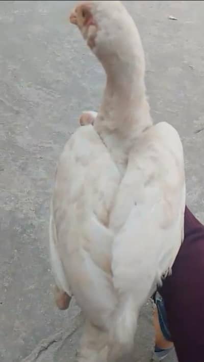 ASEEL HEERA CHICK  HOME BREED