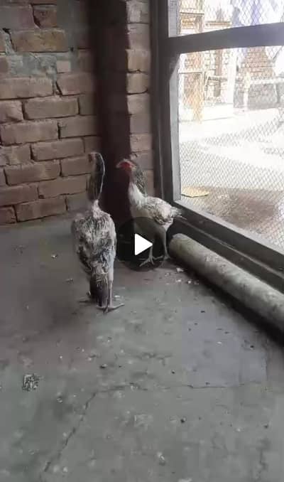 ASEEL PATHIAN EGGS LAYING