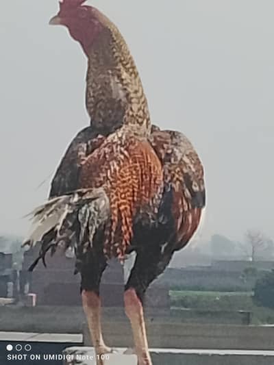 Aseel murghian and murgha for sale.