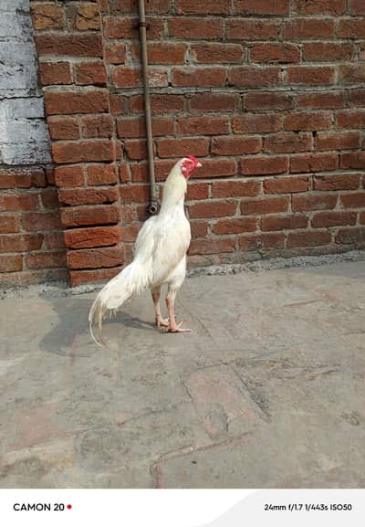 Heera & Salety birds