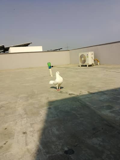 full Activa healthy mail