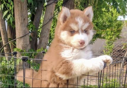 Siberian husky dog puppy 03111968618