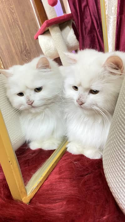 Adult Female Persian Cat Available For Sale