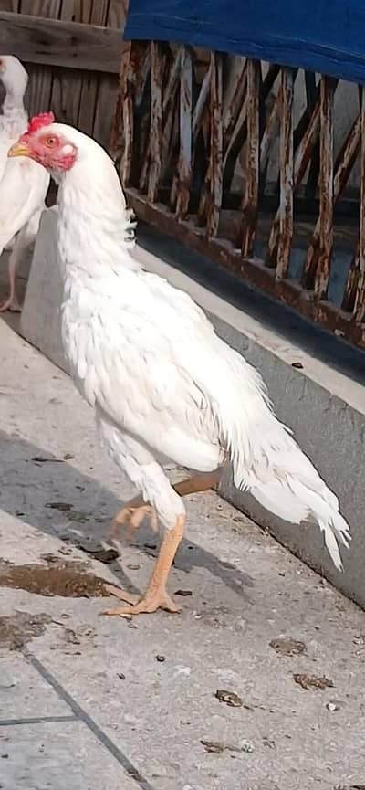 aseel Heera mianwali patta