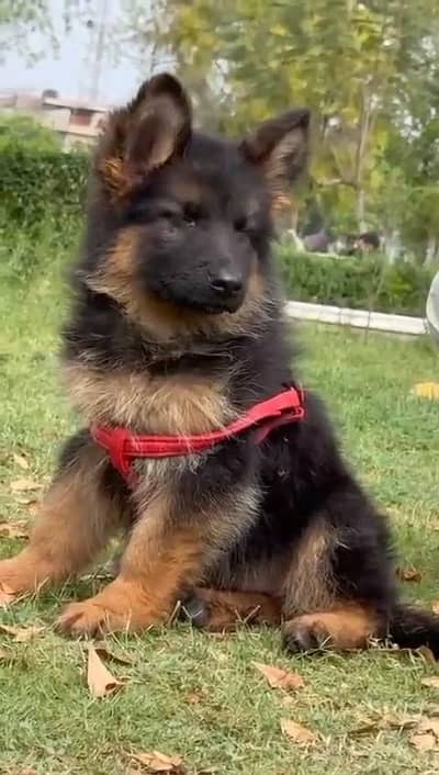 German shepherd puppies  double cot my WhatsApp number 034o729o94o