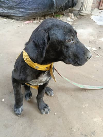 Labradoge 0323_4426_670_