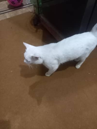 persion double coated male for sale