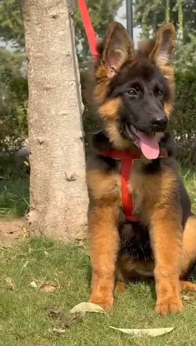 German shepherd puppies  double cot my WhatsApp number 034o729o94o