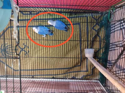 Love Birds & Australian Parrots (Budgies) for Sale.