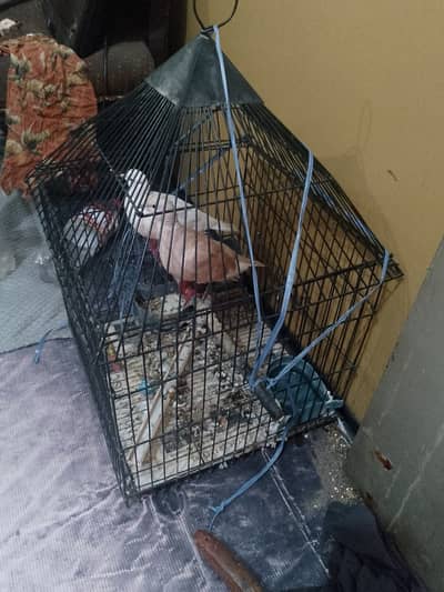 hen cage pinjra new condition