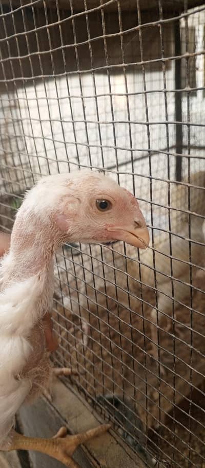 parrot beak chiks Turkish chiks or burmi murgi