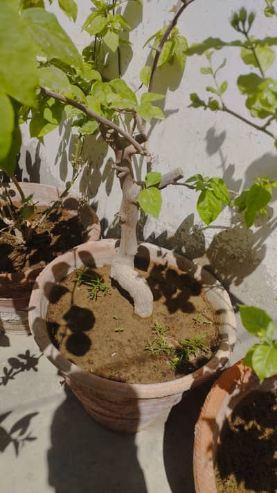 All planted for sell he