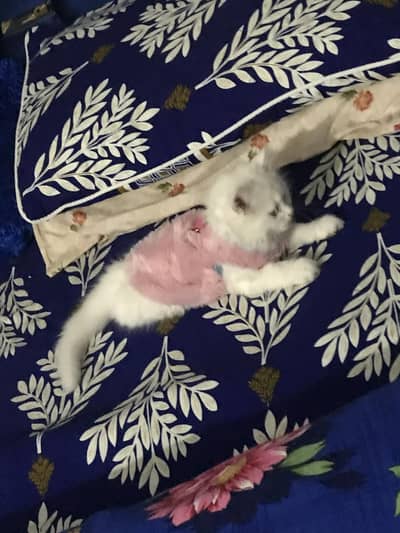 parsion kitten urgent sell