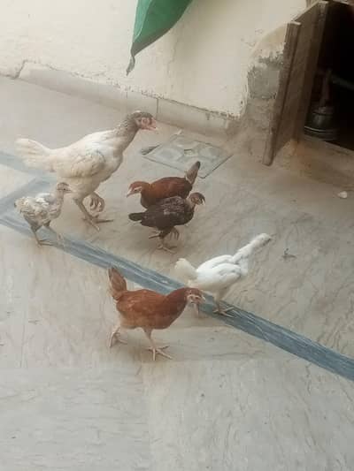 "Aseel Murghi sath mein 5 chotay bachay (Healthy and Active)"