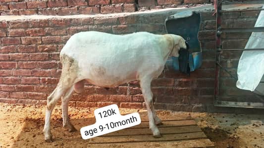 mundra salochi dumba