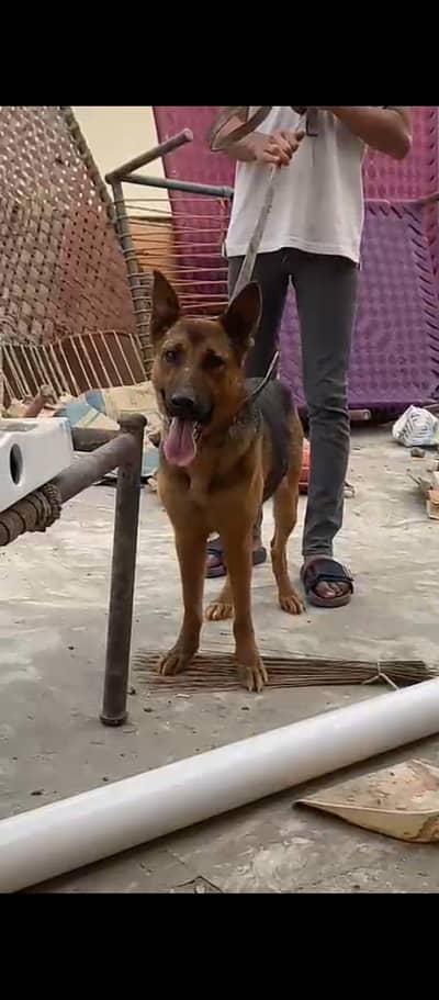 German shepherd female all ok vaccination dohealthy active 03475981324