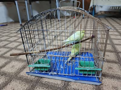 Budgie pair for sale with cage