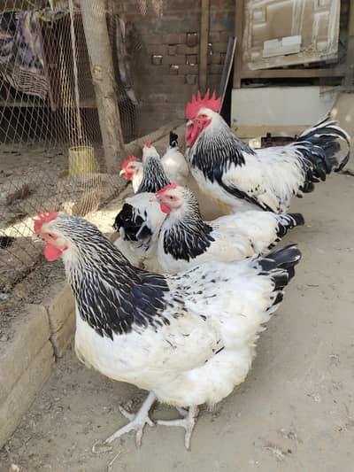 Light Sussex Heritage Breed UK Hens - Complete Set for Sale
