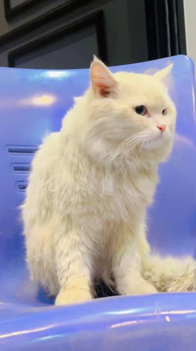 Persian cat for sale my WhatsApp number  0370-36-59-905