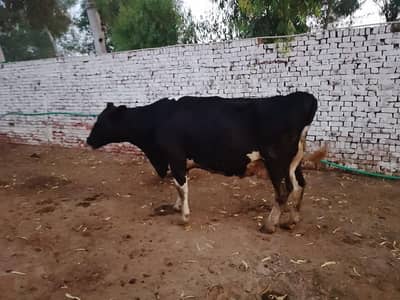 7 COWS  FOR 57 LAKHSS ONLY  / 57 LAKHS ONLY COMPLETE FARM