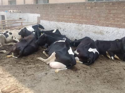 7 COWS | 53 Lakh  FARM For Sale | Bachry | Milk | Jersey Friesen