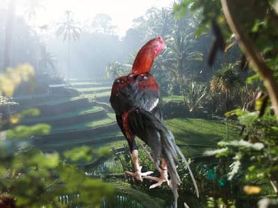 Cocks 2 argent sail price for call