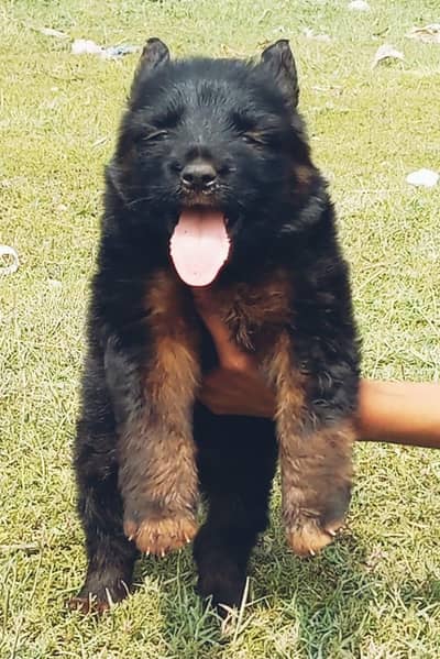 German Shepherd puppies for sale