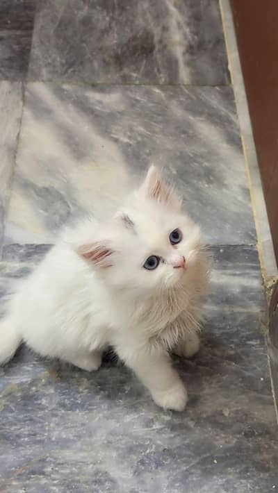 Persian cat for sale my WhatsApp number  0370-36-59-905