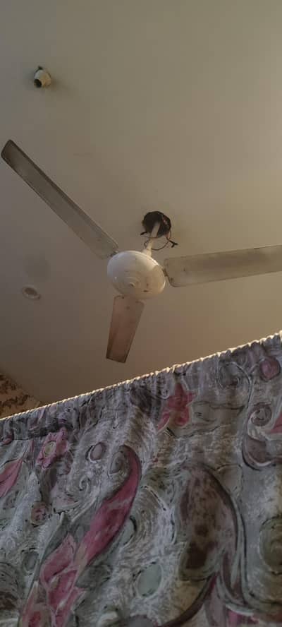 ceiling fans