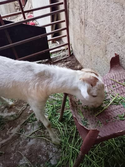 Lel poori Gulabi Bakra