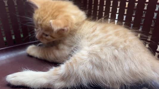 Persian kittens for adoption