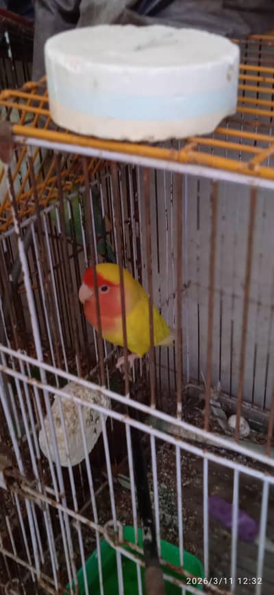 love bird for sale