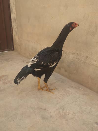 adeel miawali murgi for sale