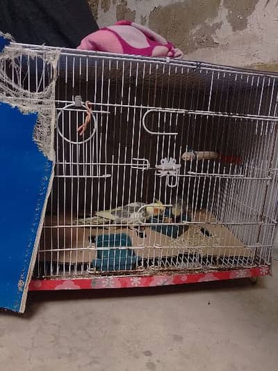 Pied Cockatiel with Cage & Accessories – Healthy Singing Bird