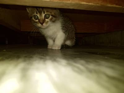 1 month double coat kitten for sale