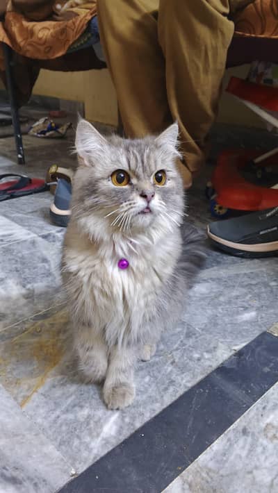 persian cat  female