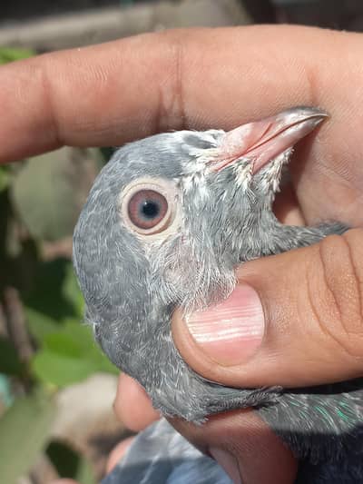 kamager mian nazer shb walay