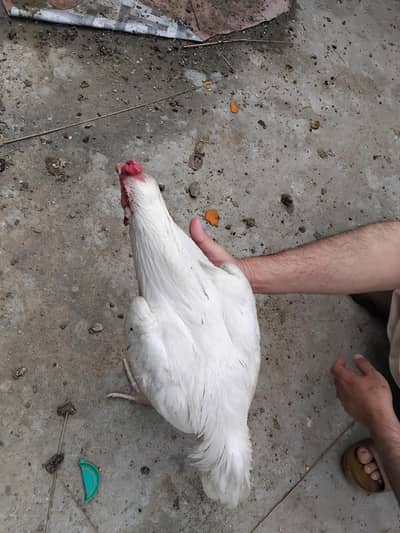 hera male zabardst quality may