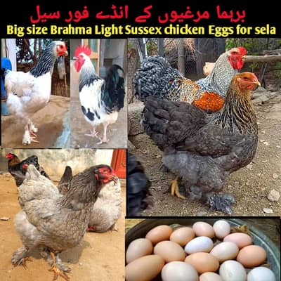 Brahma and Light Sussex Big size Eggs for sela 0-3-1-1-5-1-2-6-1-0-2