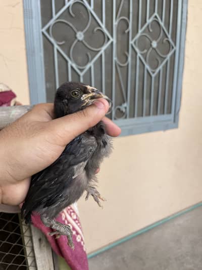 Thai crosss chicks available