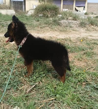 German shepherd Pair | Puppy | GSD | Dog for sale | Long coat