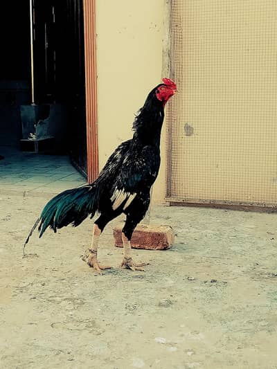 BLACK SHAMOO. URGENT FOR SALE.