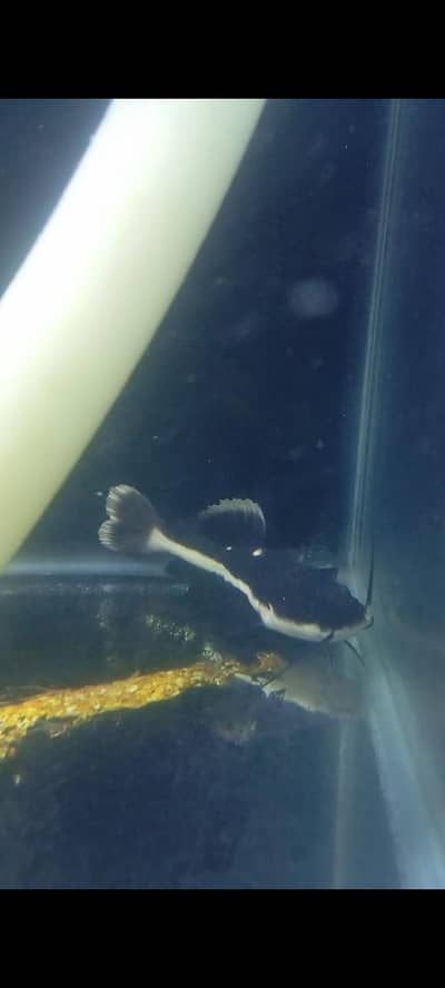 multiple fishes for sale