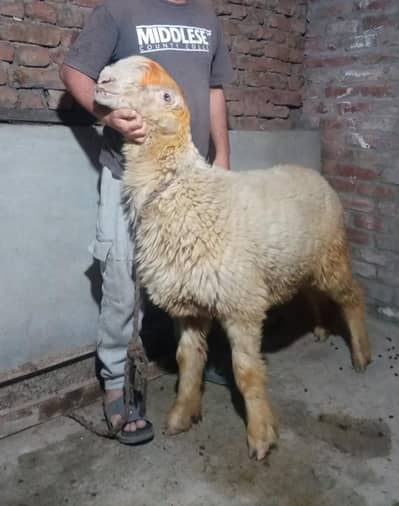 VIP mundri ek  vip mundra  ek bota ha