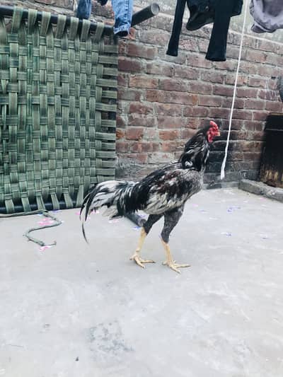 Saleta aseel Patha for sale full healthy and active 03092234973