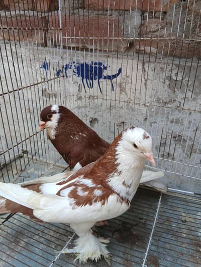 red white ghubara pair