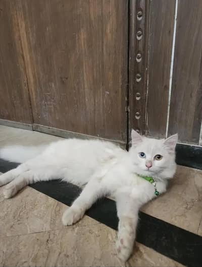 White Persian Cat Pair