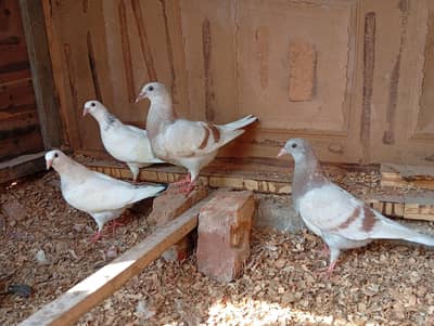 race high quality pathy 2 pairs