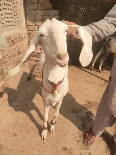 gulabi bakri